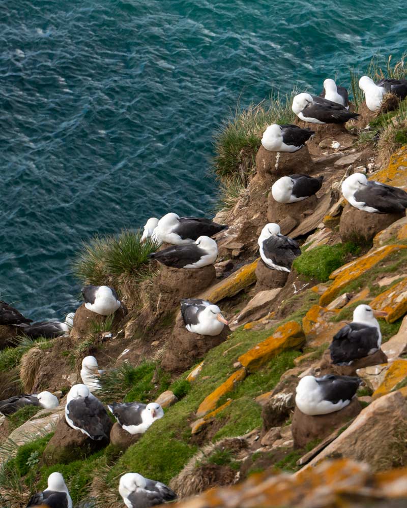Seeing an albatross colony is nearly as impressive as its wing-span