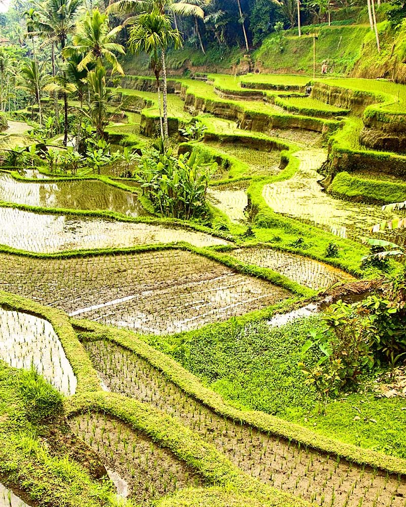 Bali Rice Terraces