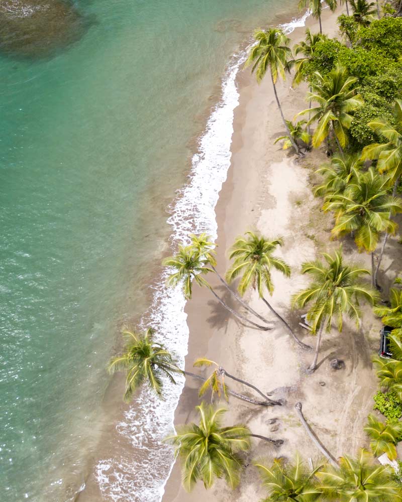 The palm trees and ocean of Batabou beach in Dominica as seen from above