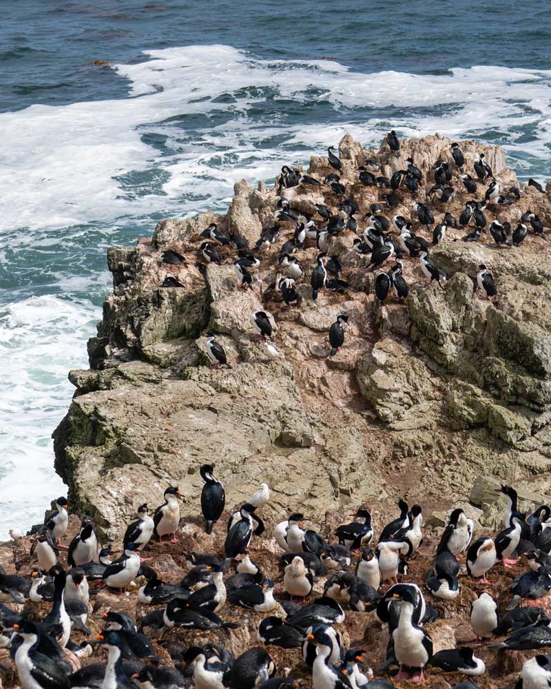 Countless cormorants seen on East Falkland Island