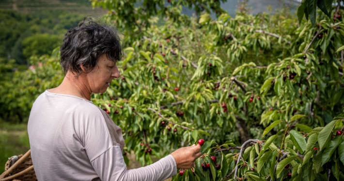 Ana Martins inspects her cherry trees in Fundão, Central Portugal