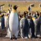 A king penguin colony at Volunteer Point