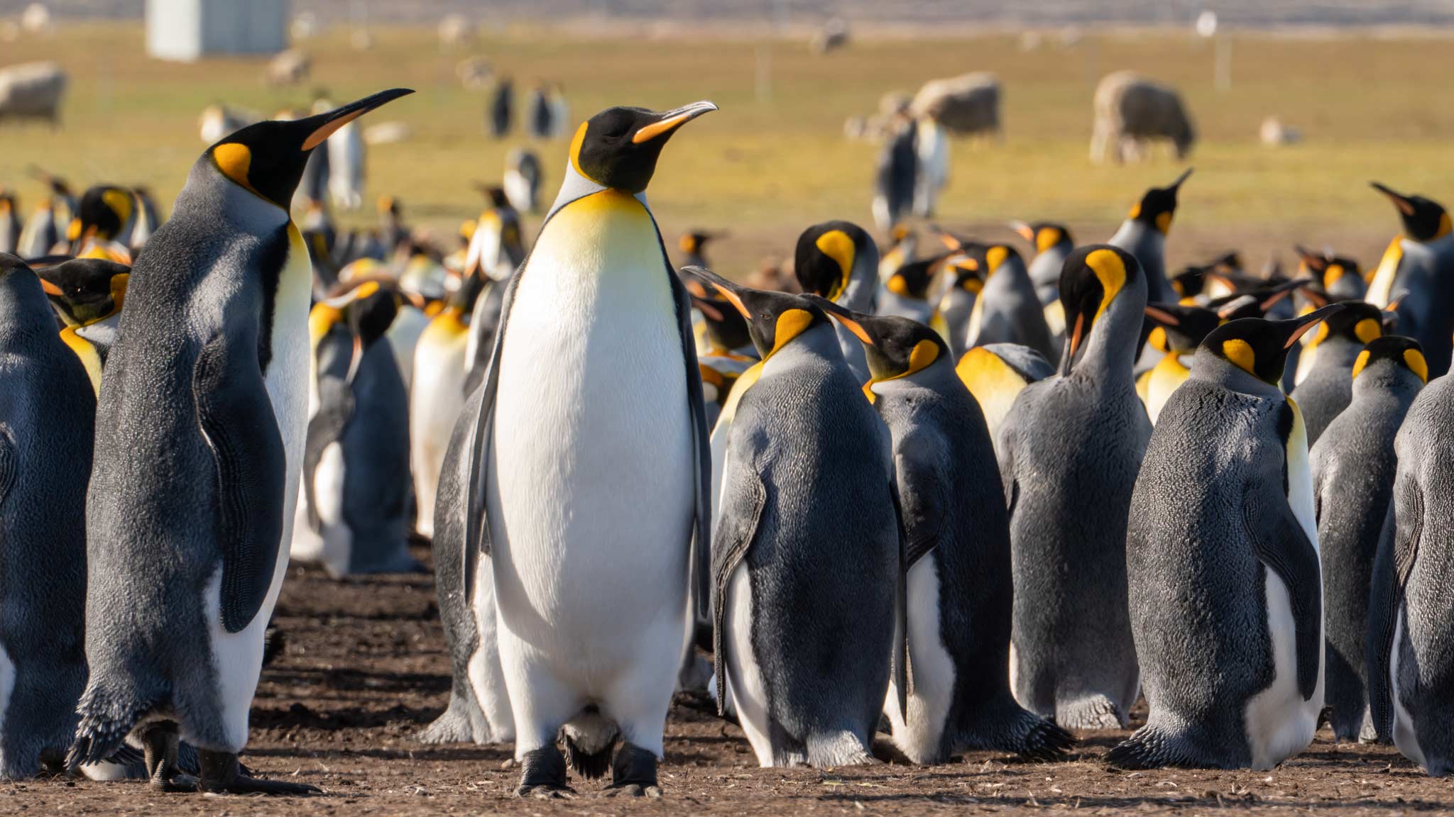 A king penguin colony at Volunteer Point