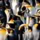 Wildlife penguin island