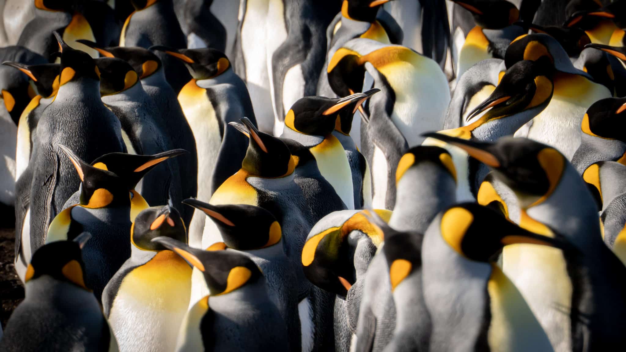 Wildlife penguin island