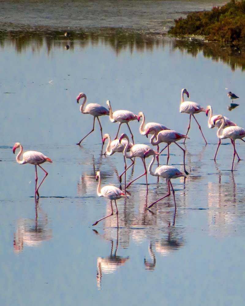 Flamingos in the saltworks of the Po Delta