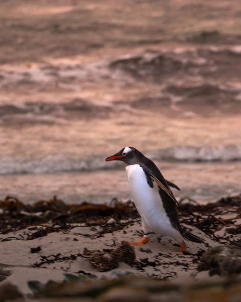 A gentoo penguin at sunset at The Neck, Saunders Island