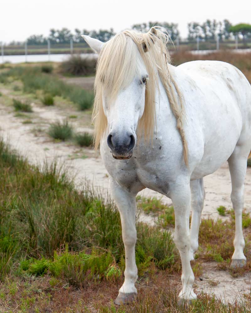 A white horse in the Po Delta