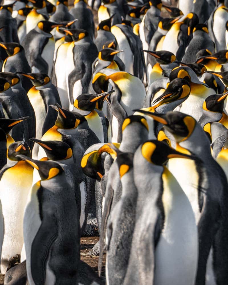 A colony of king penguins at volunteer point falkland islands