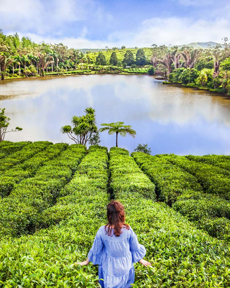 Mauritius Tea Plantations