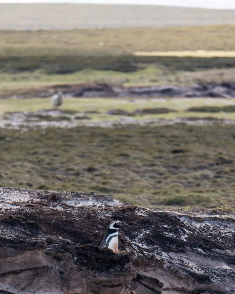 A Magellanic penguin pops out from its burrow on Weddell Island