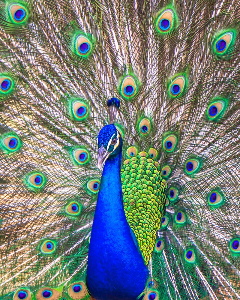 Peacock on Sentosa Island