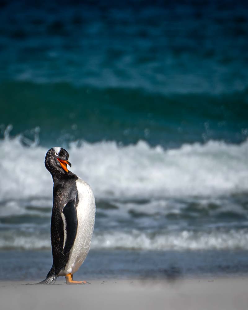 A penguin on Berthas Beach after coming out of the ocean