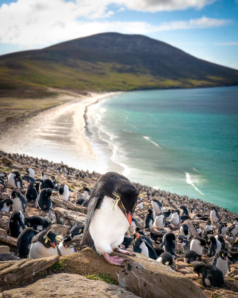 A Rockhopper penguin on the Falkland Islands