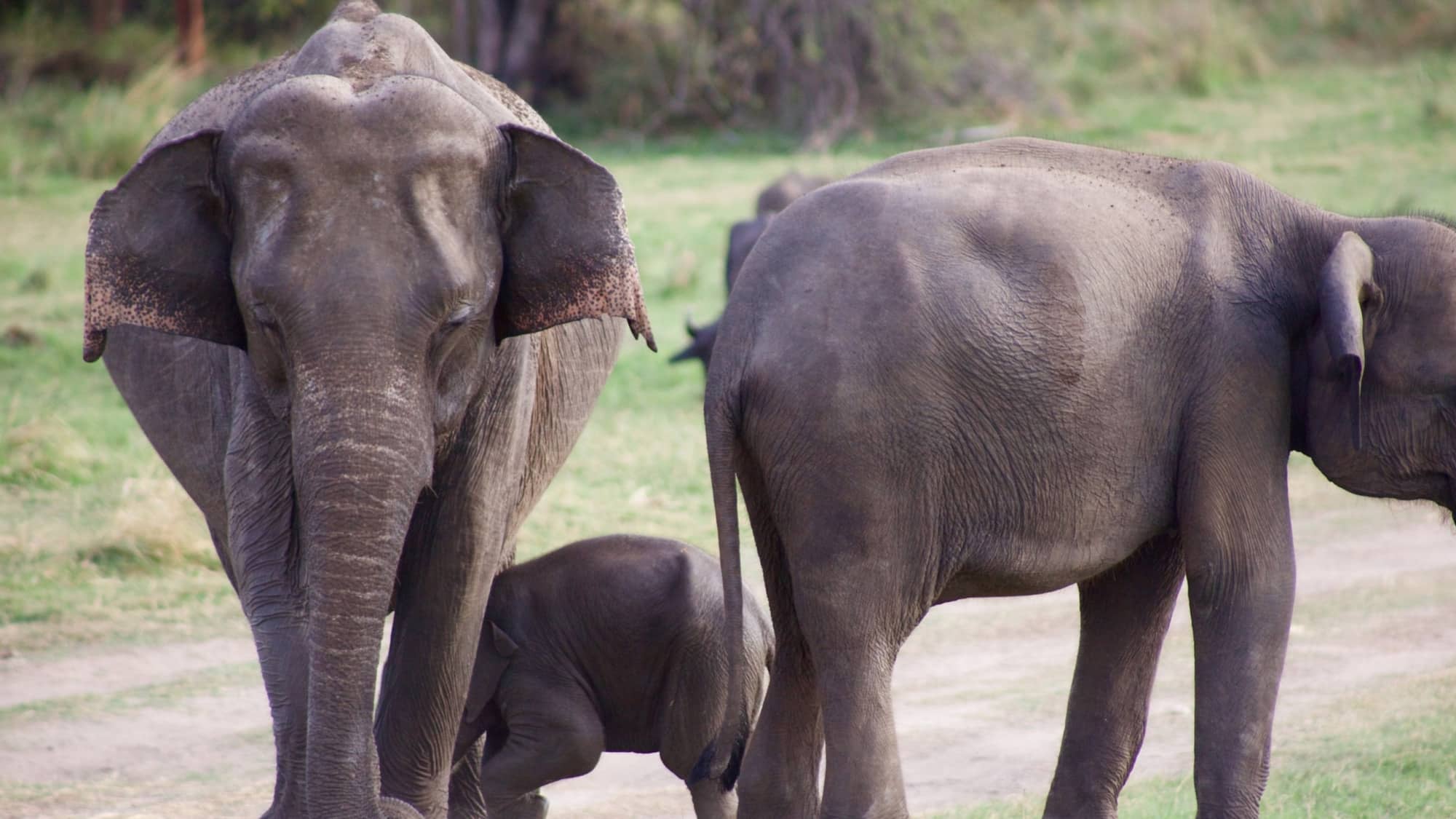 Witness an elephant migration in Sri Lanka