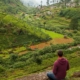 Sri Lanka Tea Plantations