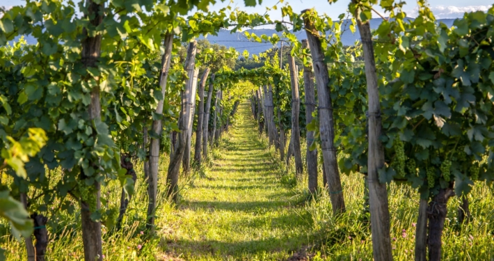 Vipava Valley Slovenia