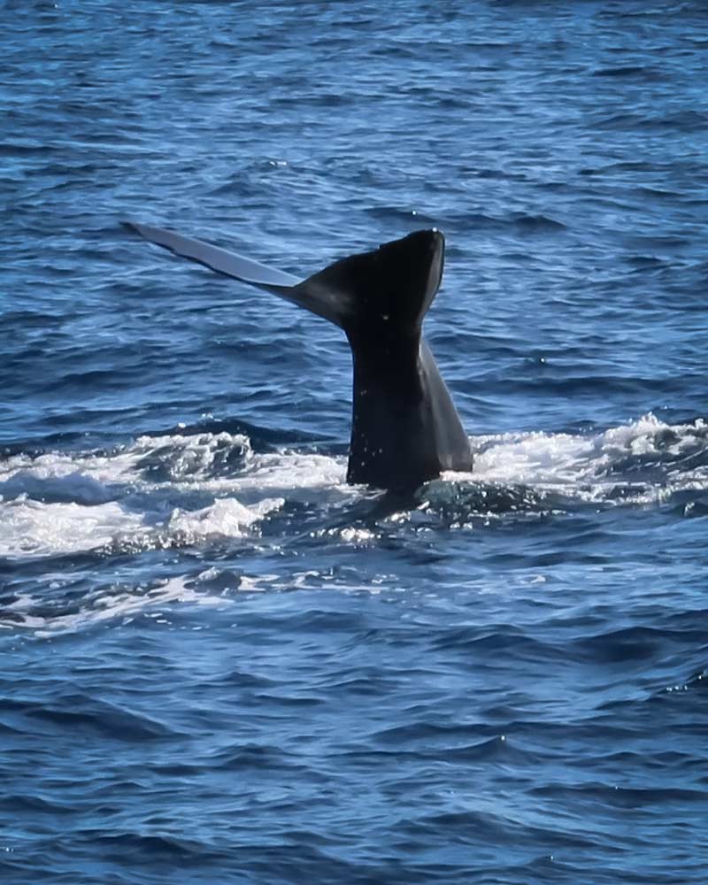 A sperm whales tail spotted in Dominica